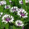 Centaurea Cherianthifolia